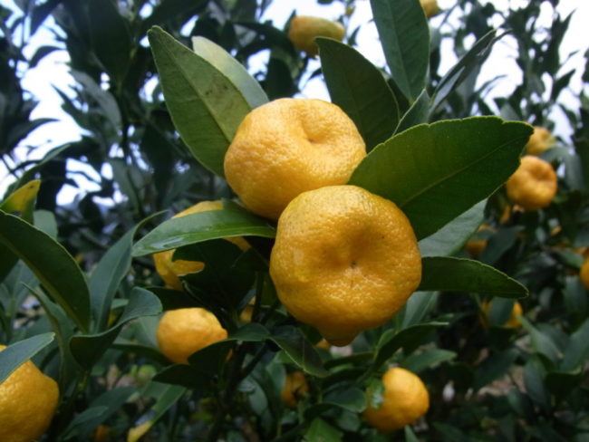 橘（日本国有の野生木）