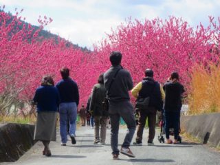 花桃祭り