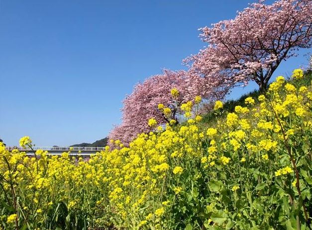 青野川ふるさと公園