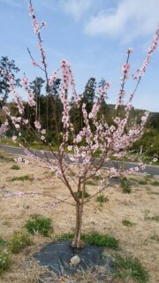 アーモンドの花