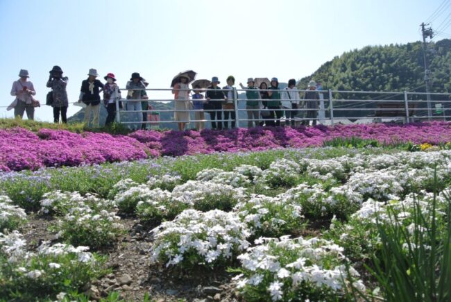 小瀬戸の花畑