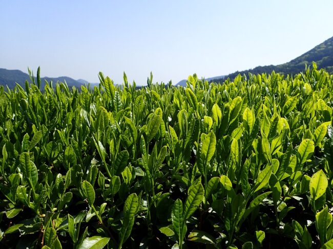 茶（自然と歴史が奏でる里山　三倉）