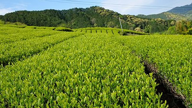 滝沢・滝ノ谷（藤枝市）