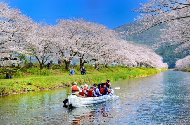 那賀川沿いの桜並木