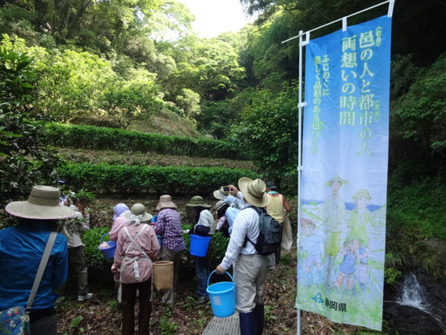 紅茶摘み体験