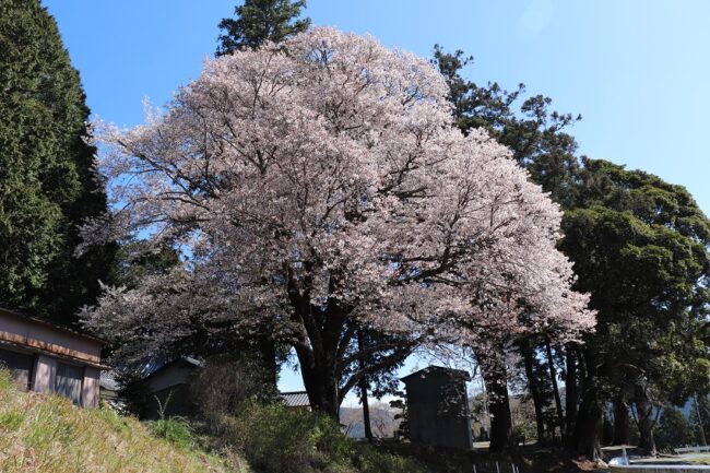 大久保小学校跡地の山桜