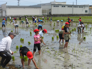 地元小学生の田植え体験