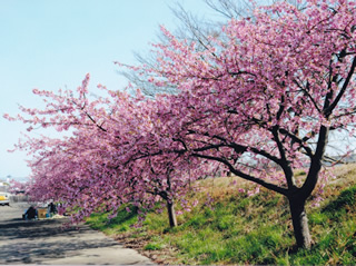 大津谷川桜堤防