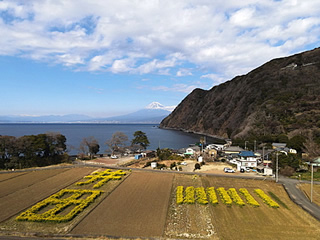 井田の菜の花畑