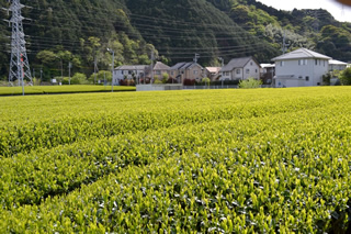 足久保茶