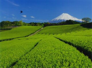 今神倶楽部（富士市）