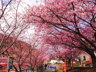 河津桜とねはんの里 沢田（賀茂郡河津町）