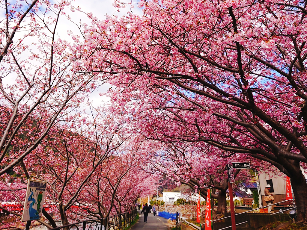 河津桜