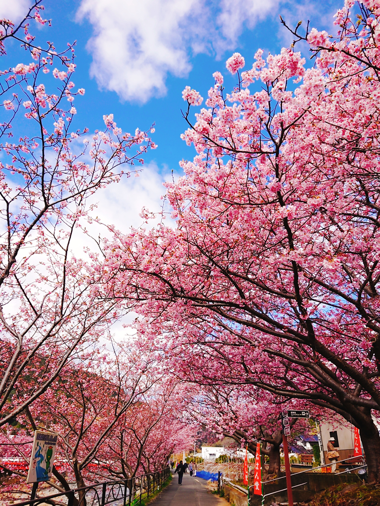 河津桜とねはんの里 沢田（賀茂郡河津町） | ふじのくに美しく品格のある邑づくり（静岡県）