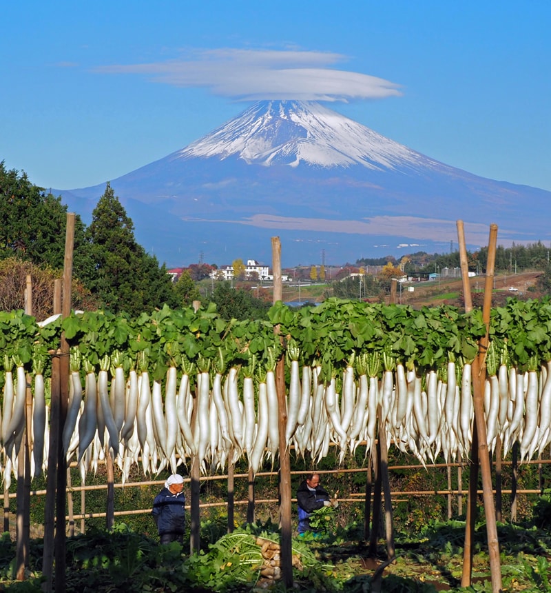 三島市玉沢（三島箱根西麓地区）