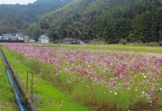 中里（藤枝市）
