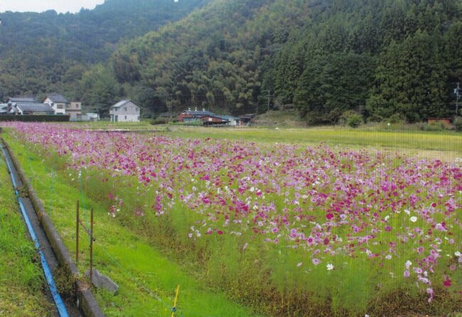 中里（藤枝市）