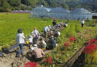 子供たちと芋ほり体験