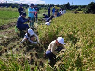 西気賀小学生による稲刈り体験
