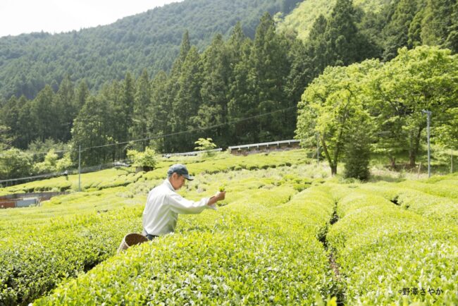 玉川の茶畑